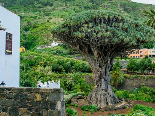 Икод де лос Винос е градче, известно с винарството си и най-вече с хилядолетното си драконово дърво, символ на Канарските острови - "Драго миленариo".