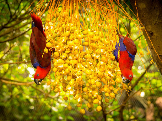 Паркът "Лоро" е замислен като рай за папагалите, но с времето значително е обогатил растителната си и животинска колекция.