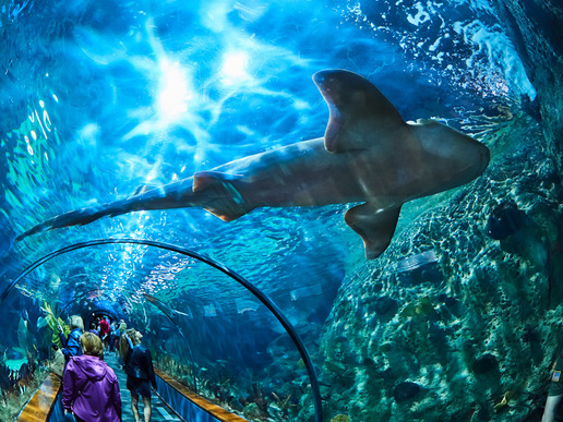 В огромния аквариум, в който се разхождате през подводни тунели, са пресъздадени екосистеми от Карибите, Индийския и Тихия океан, Амазонка, Мангрови гори и Канарските острови.