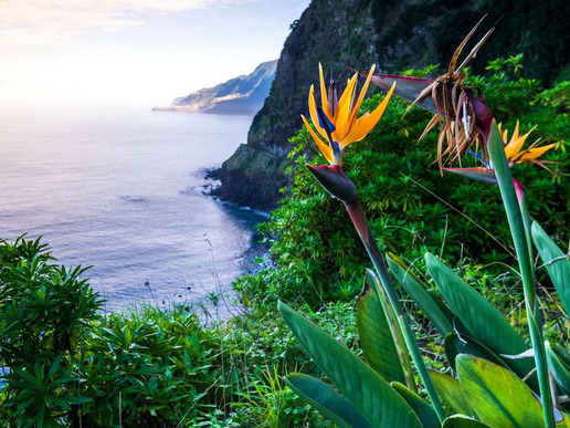‘Загърнат’ с наметалото на редки видове цъфтящи цветя, остров Мадейра е една от най-необикновените дестинации за почивка в Европа, особено през пролетта и началото на лятото.
